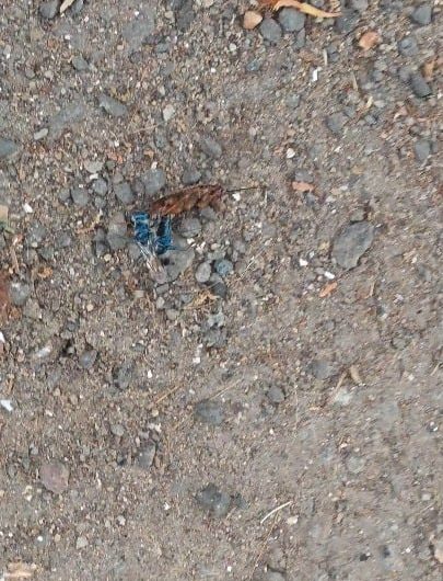 Wasp injecting a cockroach