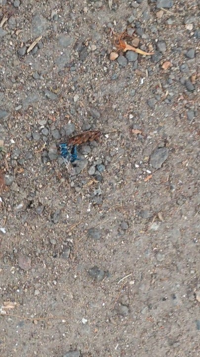 Wasp injecting a cockroach