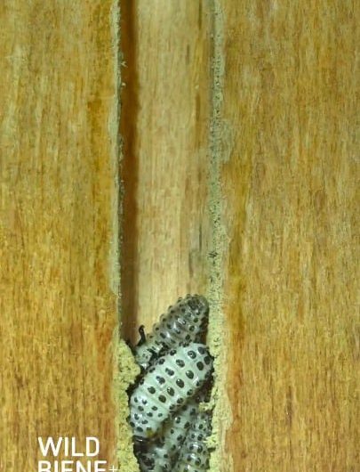 Wasp traps paralyzed ladybug larvae in a chamber for its young to feast on after hatching.
