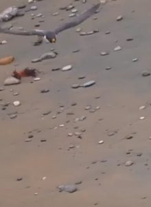 Watch this fox dodge a falcons capture 3 seperate times