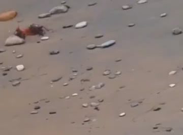 Watch this fox dodge a falcons capture 3 seperate times