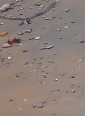Watch this fox dodge a falcons capture 3 seperate times