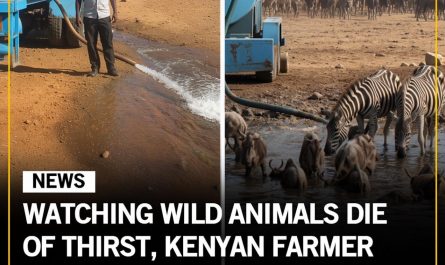 Watching animals die of thirst, Kenyan farmer drove them 3,000 gallons of water daily.