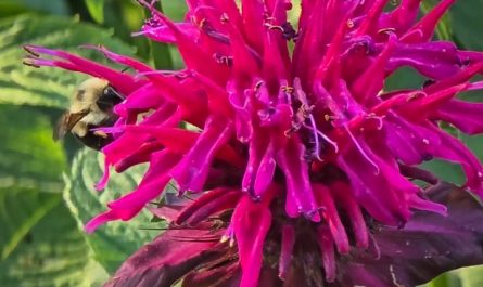 Watching the bees drink from my flower, he even does a little leg kick to go in deeper