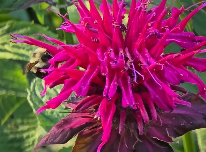 Watching the bees drink from my flower, he even does a little leg kick to go in deeper