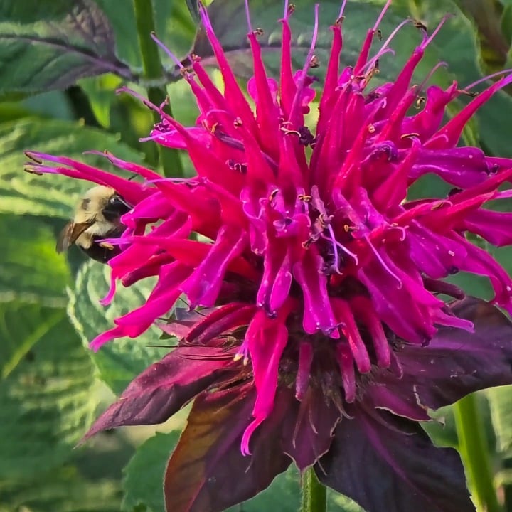 Watching the bees drink from my flower, he even does a little leg kick to go in deeper