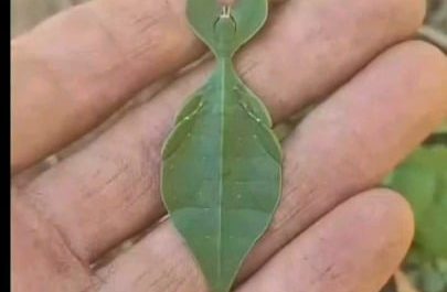 What looks like a leaf is actually a real insect called a walking leaf.