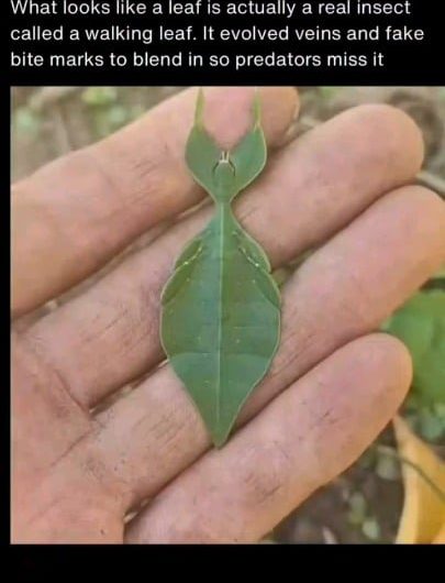 What looks like a leaf is actually a real insect called a walking leaf.