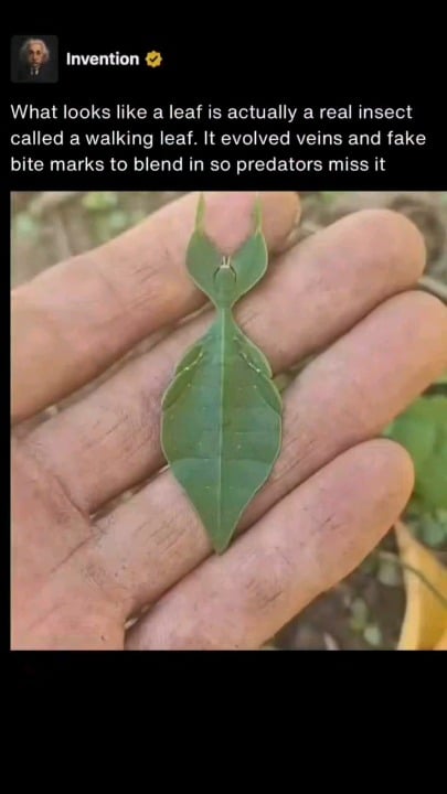 What looks like a leaf is actually a real insect called a walking leaf.