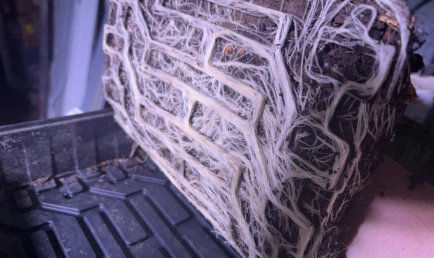 Wheatgrass roots from livestock fodder