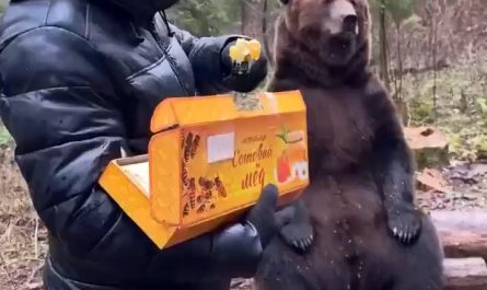 When a bear sees honey