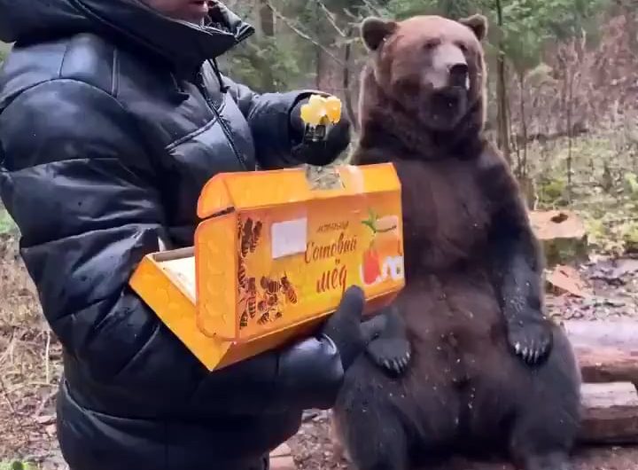 When a bear sees honey