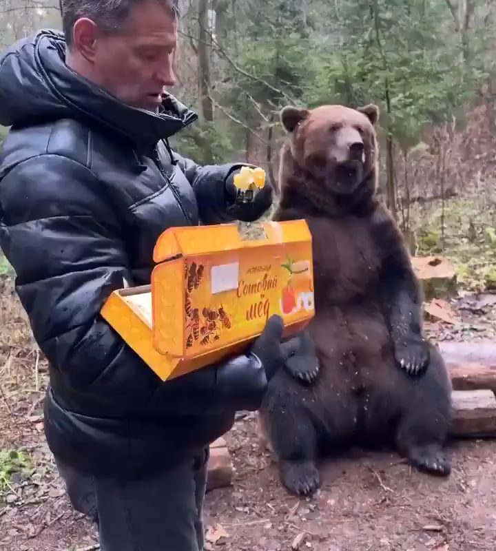 When a bear sees honey