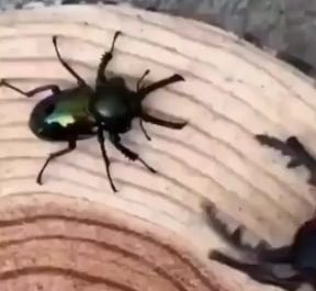 When a robot bug encounters a real bug