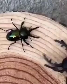 When a robot bug encounters a real bug