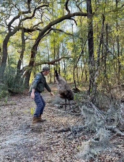 Wildlife expert Chris Gillette handling an aggressive emu
