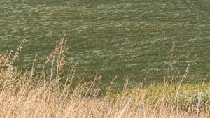 Wind blowing over a field of silage