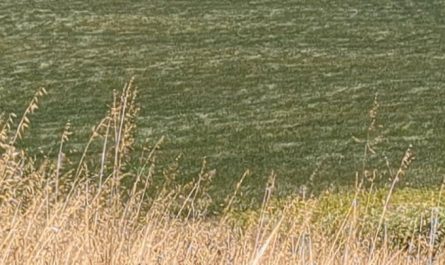 Wind blowing over a field of silage