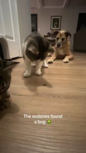 Wobbly Cats with Cerebellar hypoplasia trying to catch a bug.