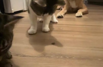 Wobbly Cats with Cerebellar hypoplasia trying to catch a bug.