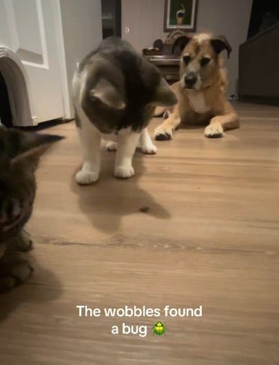 Wobbly Cats with Cerebellar hypoplasia trying to catch a bug.