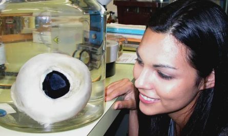 Worlds largest Eye - Collosal squid