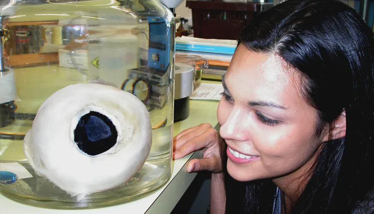 Worlds largest Eye - Collosal squid