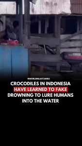 crocodile,s tear