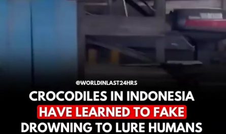 crocodile,s tear