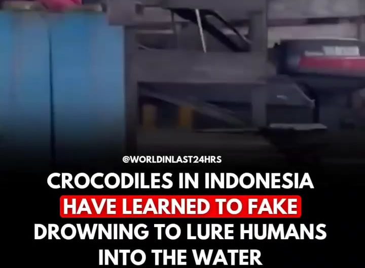 crocodile,s tear