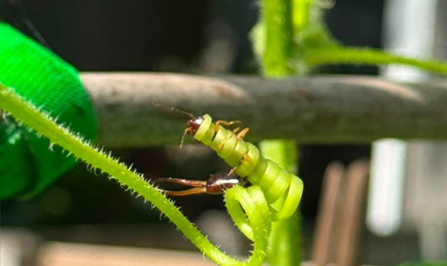cucumber wrapped around an earwig and killed it!