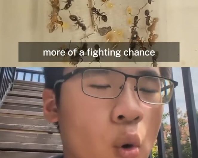 enslaved acorn ants starting slave revolts against slave making ant colonies