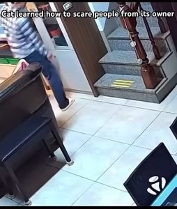 i can do that too human!