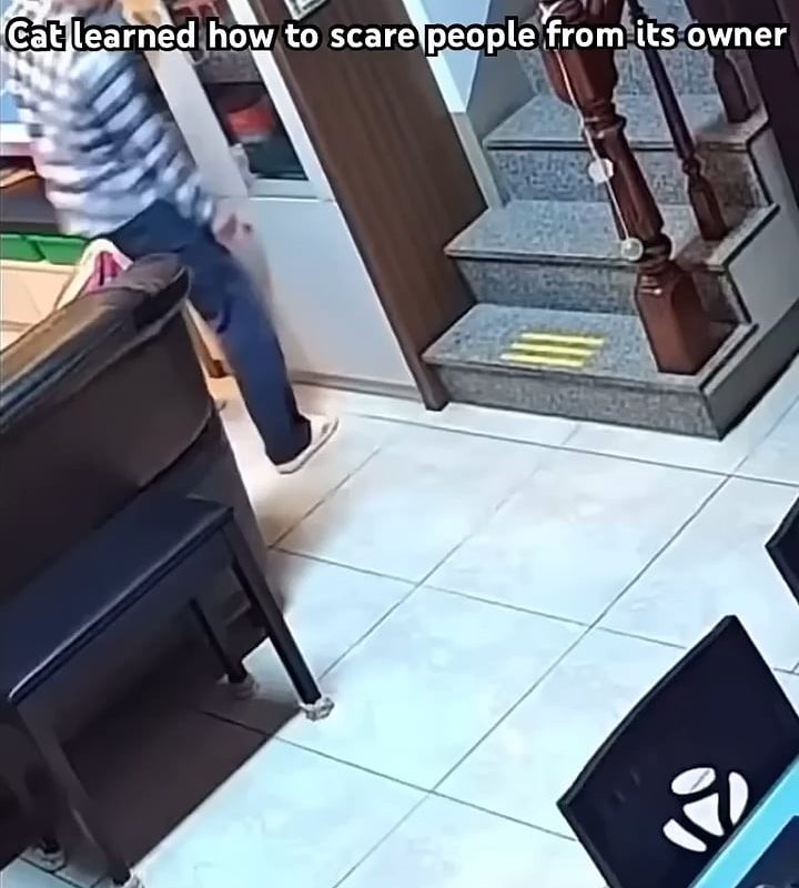 i can do that too human!