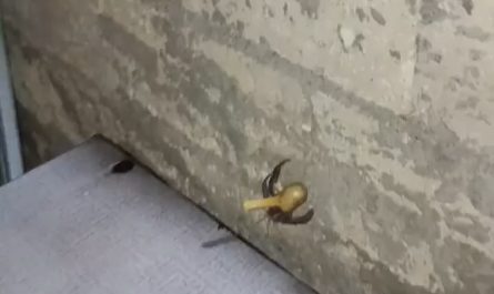 poor hermit crab in the philippines lost his shell