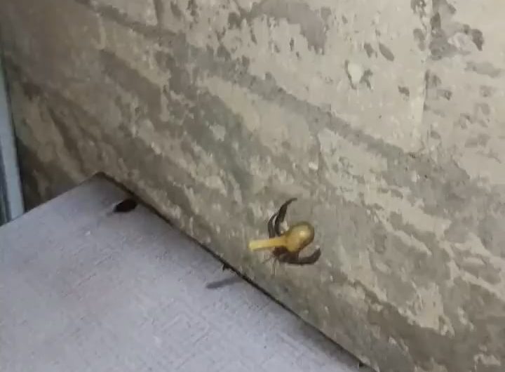 poor hermit crab in the philippines lost his shell