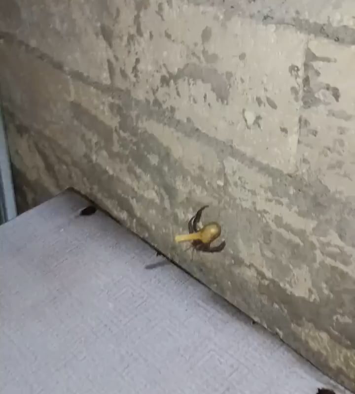 poor hermit crab in the philippines lost his shell