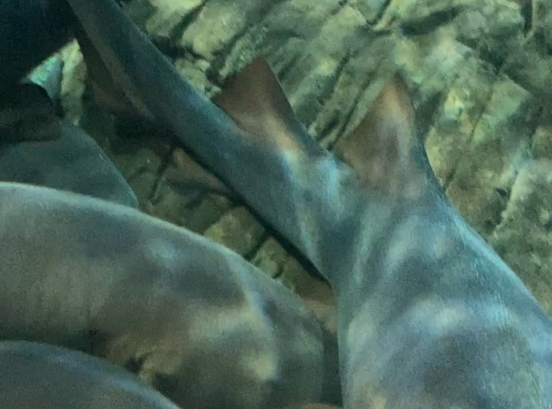 relaxing sharks