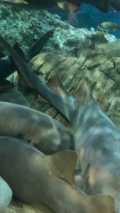 relaxing sharks
