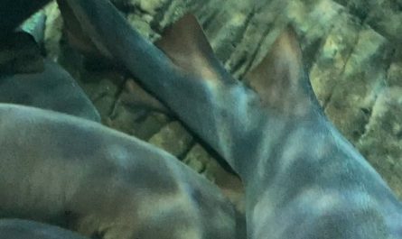relaxing sharks