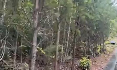 riding close to bears