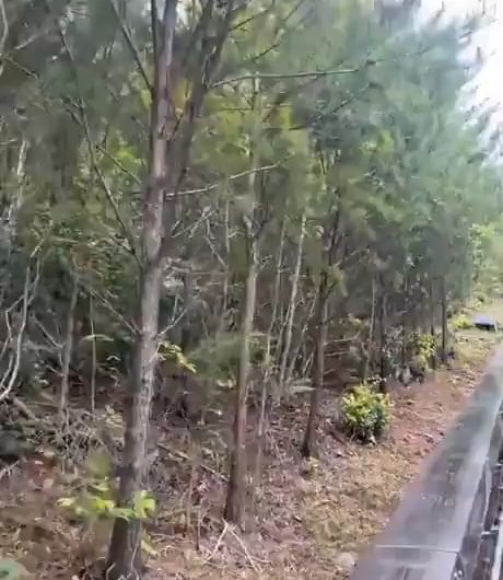 riding close to bears