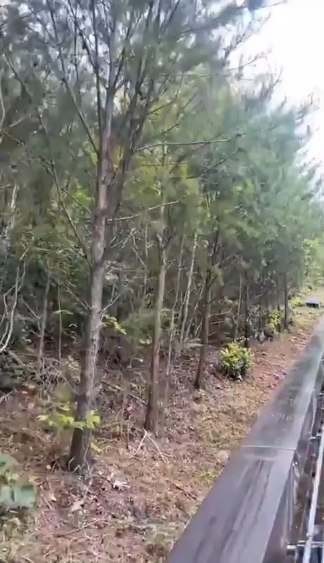 riding close to bears