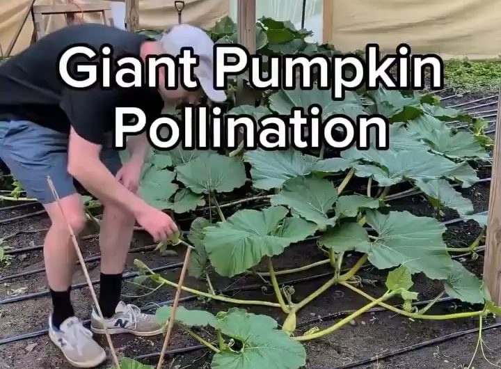 the process of hand pollinating a giant pumpkin
