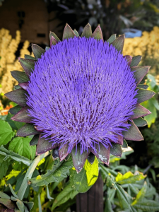 this perfectly round artichoke blossom