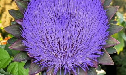 this perfectly round artichoke blossom