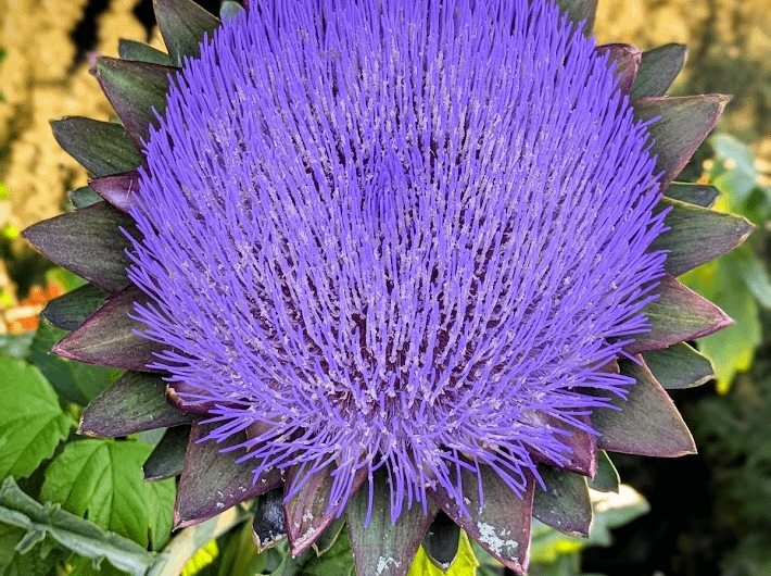 this perfectly round artichoke blossom