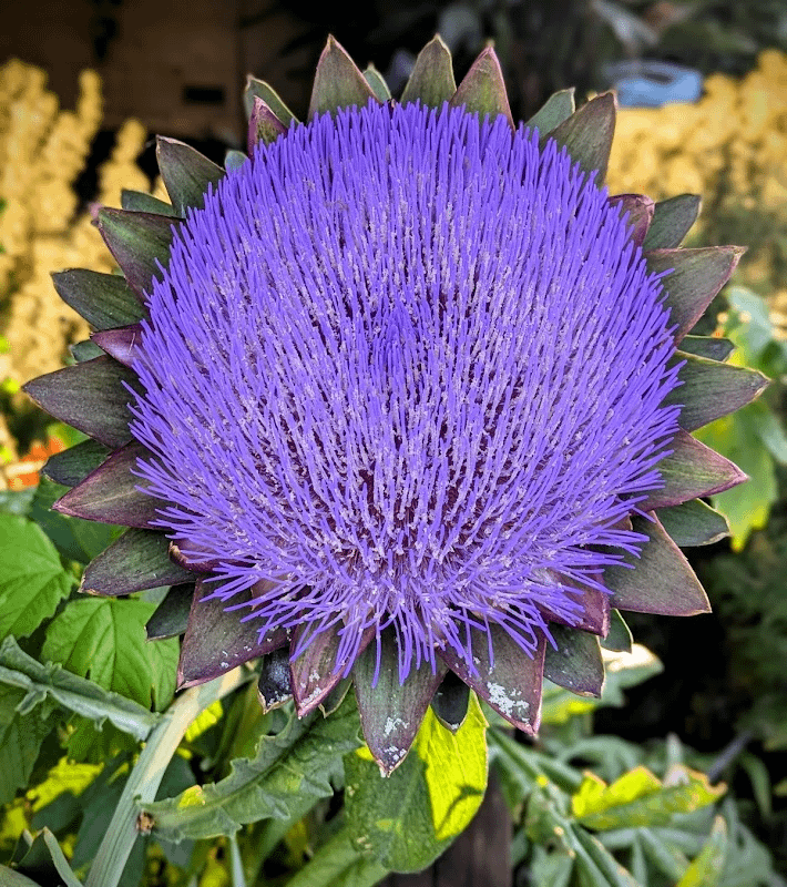 this perfectly round artichoke blossom