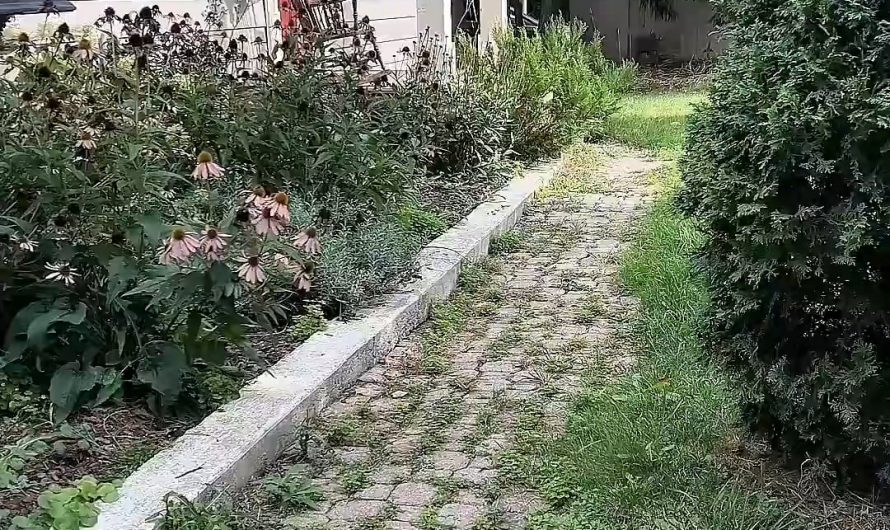 woman rips up front yard to create a beautiful pathway