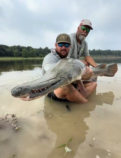 ​A 6-foot-8 Alligator Gar, a species that has survived unchanged for 100 million years